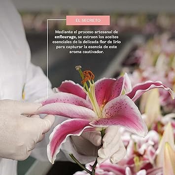Extraction artisanale des huiles essentielles de la fleur de lys pour le parfum Lily O Boticário